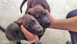 I due cuccioloni abbandonati nella zona di Mammagialla