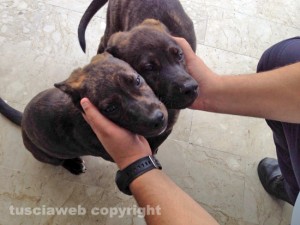 I due cuccioloni abbandonati nella zona di Mammagialla