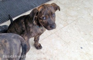I due cuccioloni abbandonati nella zona di Mammagialla