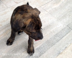 Uno dei cuccioloni abbandonati nella zona di Mammagialla
