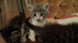 Gattini in cerca di casa