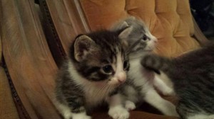 Gattini in cerca di casa