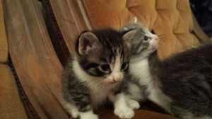 Gattini in cerca di casa