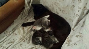 Gattini in cerca di casa