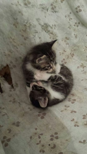 Gattini in cerca di casa