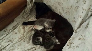 Gattini in cerca di casa