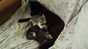 Gattini in cerca di casa