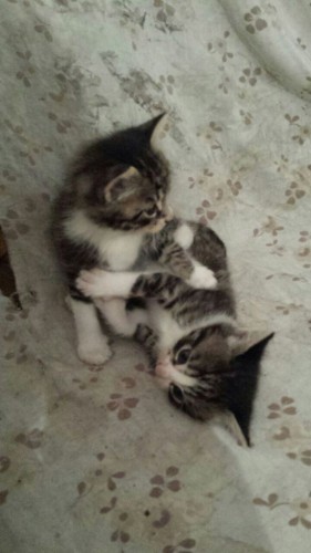Gattini in cerca di casa