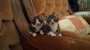 Gattini in cerca di casa
