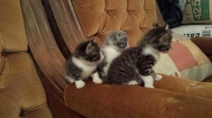 Gattini in cerca di casa