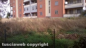 Erba altissima di fronte al condominio di via Corrado Alvaro