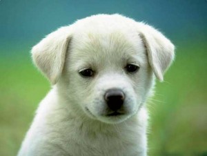Microchip day a Montefiascone 