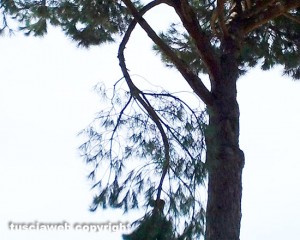Viterbo - L'albero nel giardino della scuola elementare Ellera