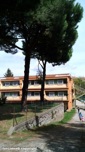 Viterbo - L'albero nel giardino della scuola elementare Ellera
