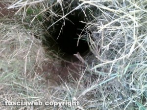 Sipicciano - Le operazioni di recupera del cane caduto in una buca profonda 10 metri