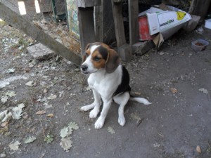 Il beagle ritrovato dall'Asvom