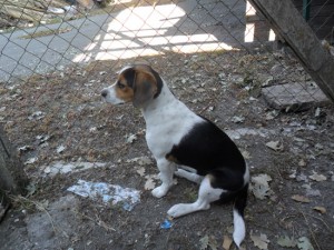 Il beagle ritrovato dall'Asvom