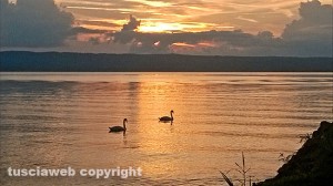 Due cigni sul lago di Bolsena