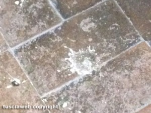 Viterbo - Gli escrementi di piccione sulle scale d'accesso alla Sala Regia