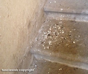 Viterbo - Gli escrementi di piccione sulle scale d'accesso alla Sala Regia