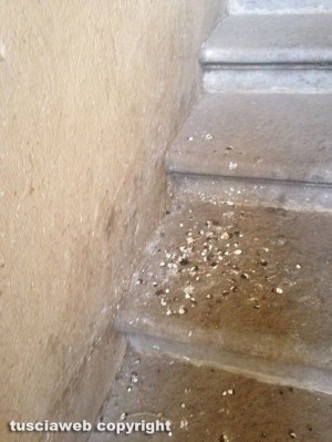 Viterbo - Gli escrementi di piccione sulle scale d'accesso alla Sala Regia