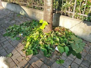 Viterbo - Incuria sul marciapiede di via Tarconte
