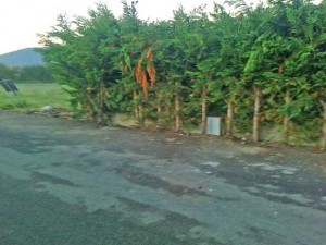 Ripulita l'isola di prossimità a Grotte Santo Stefano