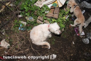 Alcuni dei cagnolini salvati dal rogo