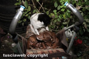 Alcuni dei cagnolini salvati dal rogo
