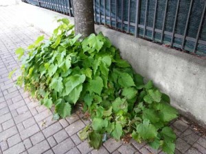 Viterbo - Incuria sul marciapiede di via Tarconte