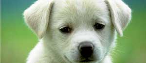 Microchip day a Montefiascone