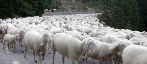 Un gregge di pecore