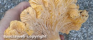 primafungo