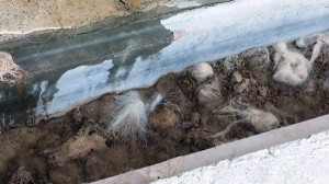 Sporcizia e rifiuti trovati dai volontari