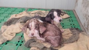 I cuccioli malati e poi morti, trovati dai volontari in un canile
