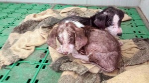 I cuccioli malati e poi morti, trovati dai volontari in un canile