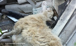 Viterbo - Strada Sasso San Pellegrino - Carcasse di pecore abbandonati vicino ai cassonetti