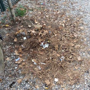 Viterbo - L'incuria a Pratogiardino