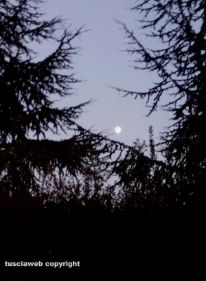 Viterbo - La luna tra due abeti