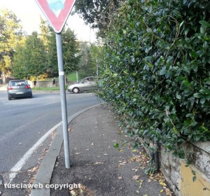 Viterbo - La siepe incolta sulla rotonda di via I Maggio