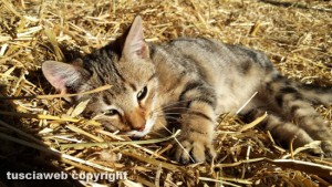 Un gatto