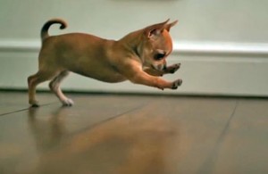 Il terribile chihuahua