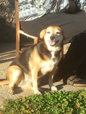 La cagnolina Lilly
