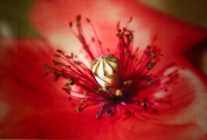 Una delle fotografie della mostra di Marco Scataglini 
