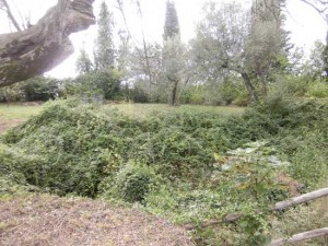 Bolsena - Poggio Moscini prima dei lavori del gruppo archeologico 
