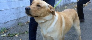 Il cane ritrovato nel parcheggio di Villa Immacolata