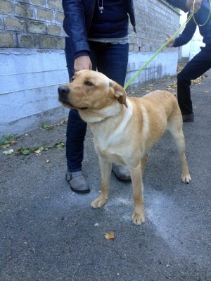 Il cane ritrovato nel parcheggio di Villa Immacolata