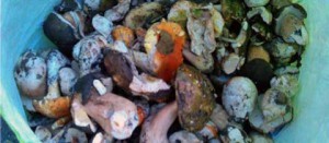 I funghi sequestrati dalla polizia provinciale
