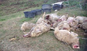 Un gregge sterminato a Tuscania