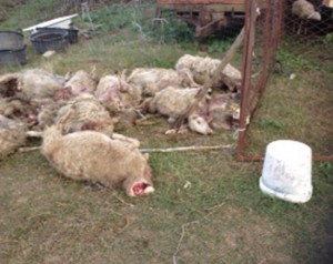 Un gregge sterminato a Tuscania